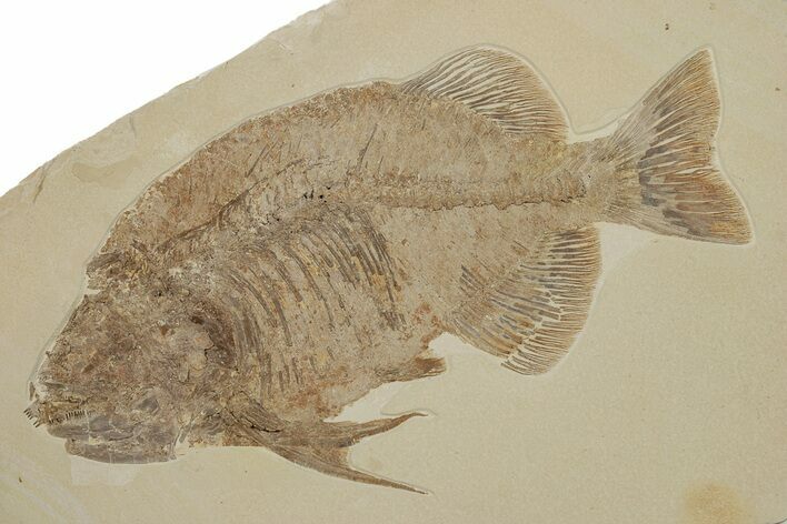 Monster Fish (Phareodus) Fossil - Wyoming #356780